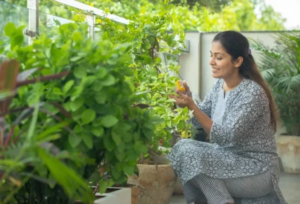 Start Gardening Successfully With this Online Plant Nursery in Bangalore